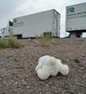 about_bunny_found