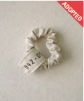 042_dir_adopt